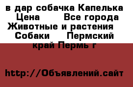 в дар собачка Капелька › Цена ­ 1 - Все города Животные и растения » Собаки   . Пермский край,Пермь г.